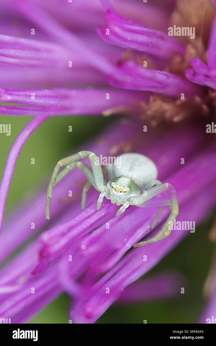 White crab Spider, Misumena vatia, und Sumpf Distel, Cirsium palustre Stockfoto