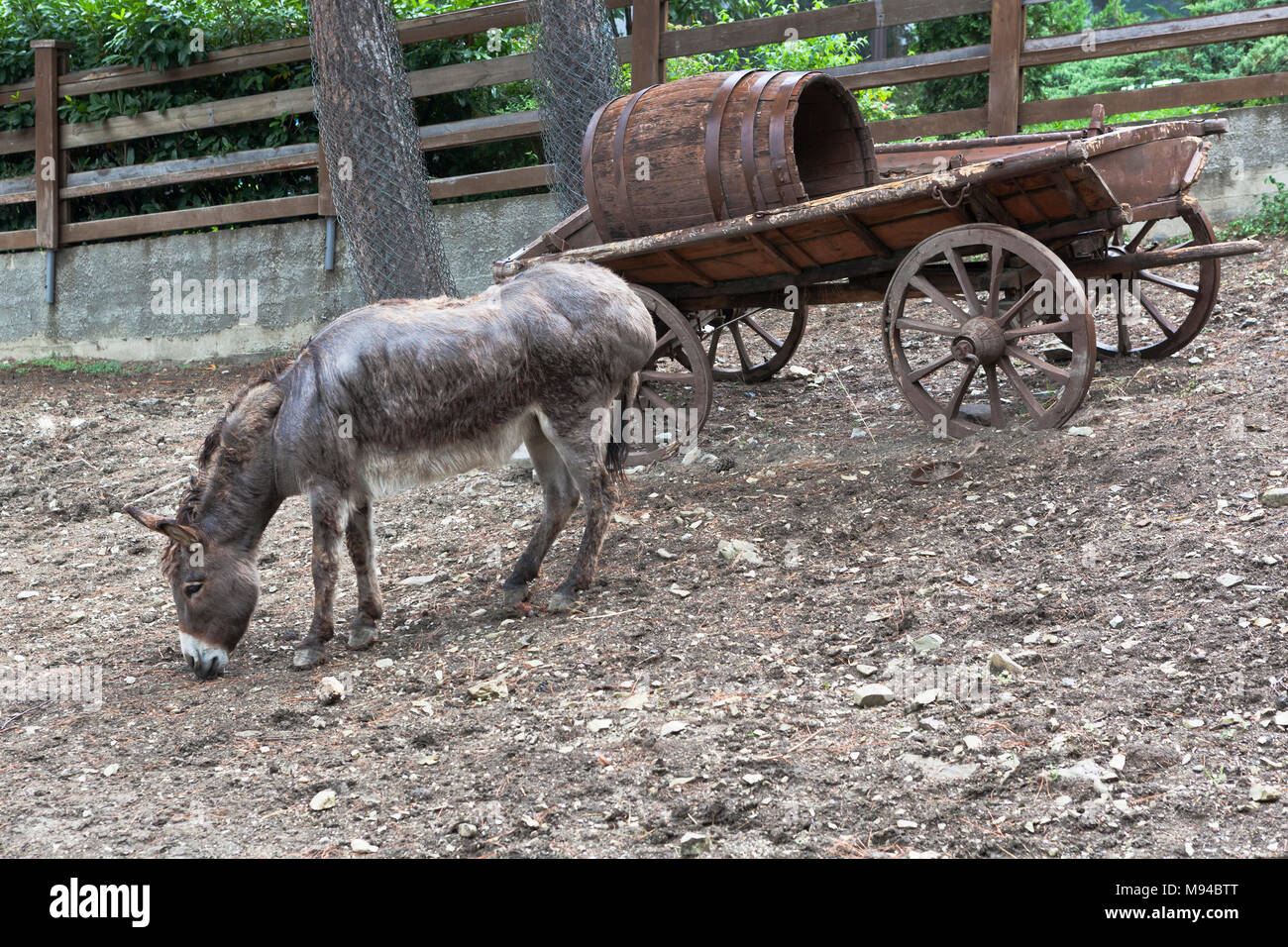 Gelendschik, die Region Krasnodar, Russland - 15 Juli 2015: Esel in der Safari Park der Stadt Gelendschik Stockfoto