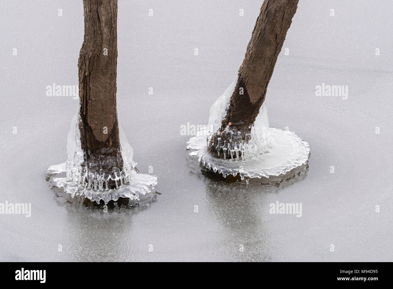 Baum von Eis umgeben. St. Croix River, Hudson, WI, USA, Dezember, von Dominique Braud/Dembinsky Foto Assoc Stockfoto