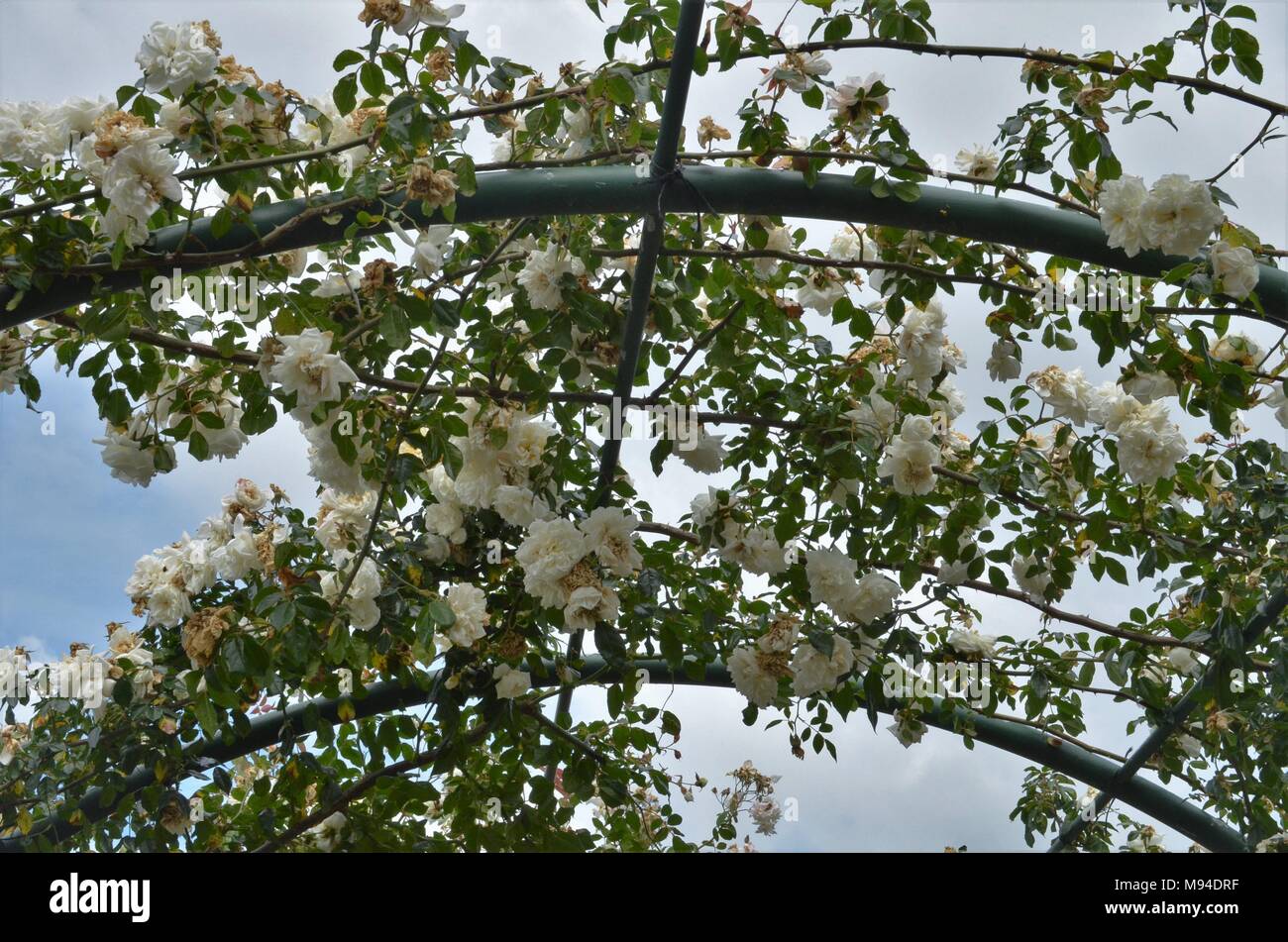 Bogen mit weißen Rosen dekoriert Stockfoto