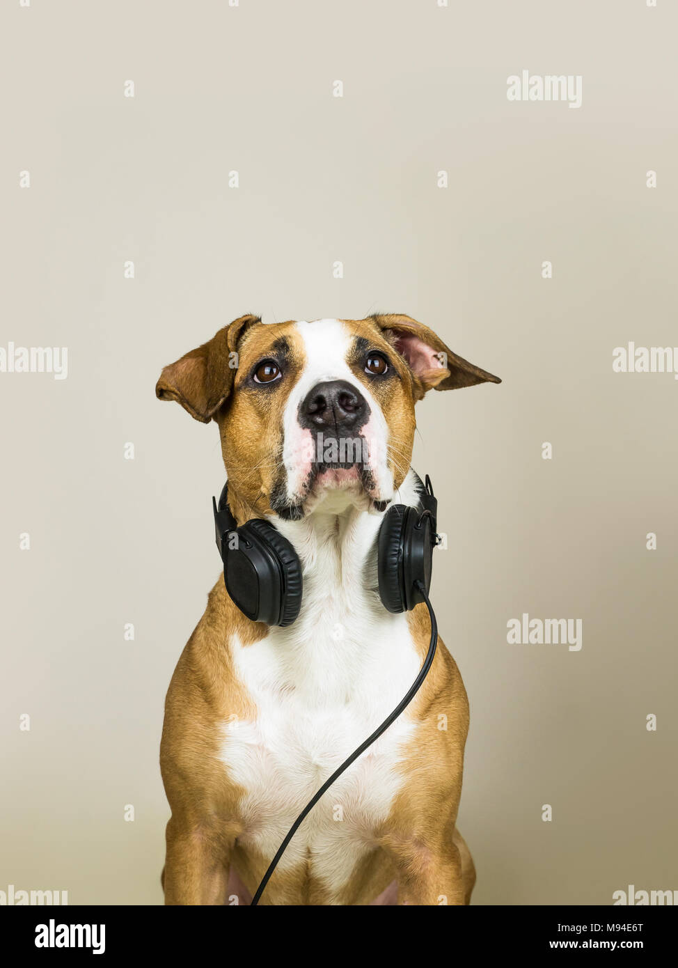Hund mit headset -Fotos und -Bildmaterial in hoher Auflösung – Alamy