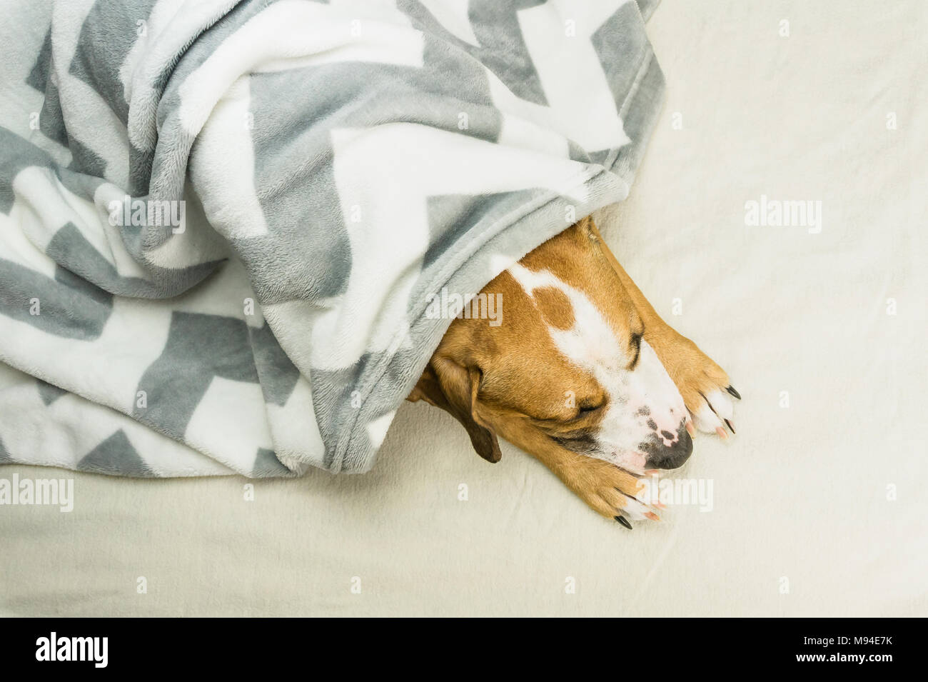 Faul oder kranken Hund entspannen und schlafen in sauberen weißen Decke werfen. Sleepy Staffordshire Terrier Welpe in Plaid ruht im Innenbereich ordentlich m abgedeckt Stockfoto