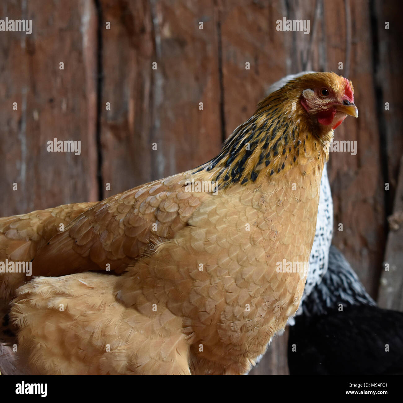 Ein Foto von einem roten Huhn in die Kamera schaut. Stockfoto