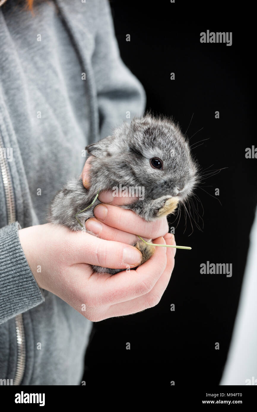 Mädchen ist mit einem jungen Kaninchen in den Händen. Stockfoto