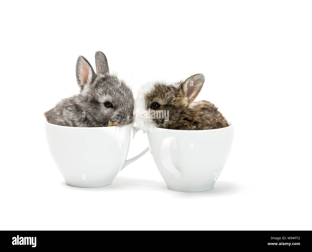 Zwei junge Kaninchen in Kaffeetassen sitzen. Stockfoto