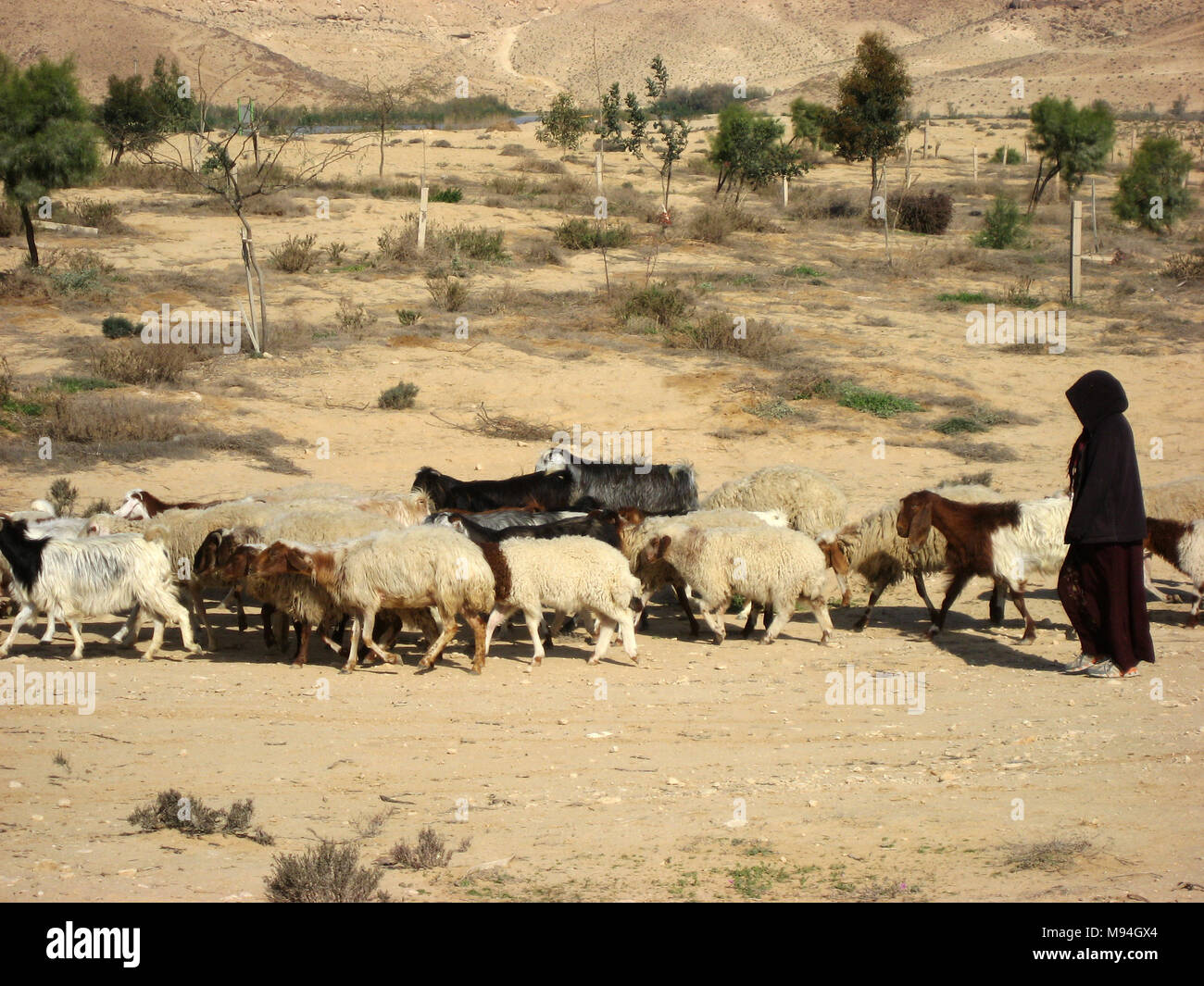 Bedouin Schäferin in Schwarz gekleidet in der Wüste das Hüten einer Herde Ziegen Stockfoto