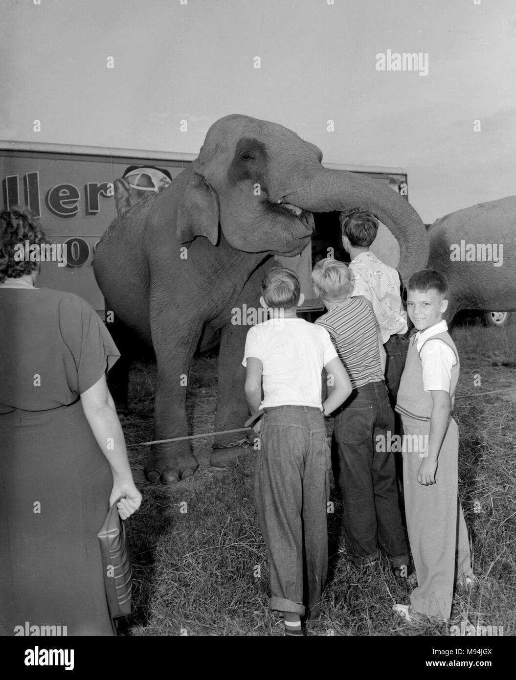 Jungen überprüfen Sie aus einem Elephant backstage bei der Zirkus, Ca. 1956. Stockfoto