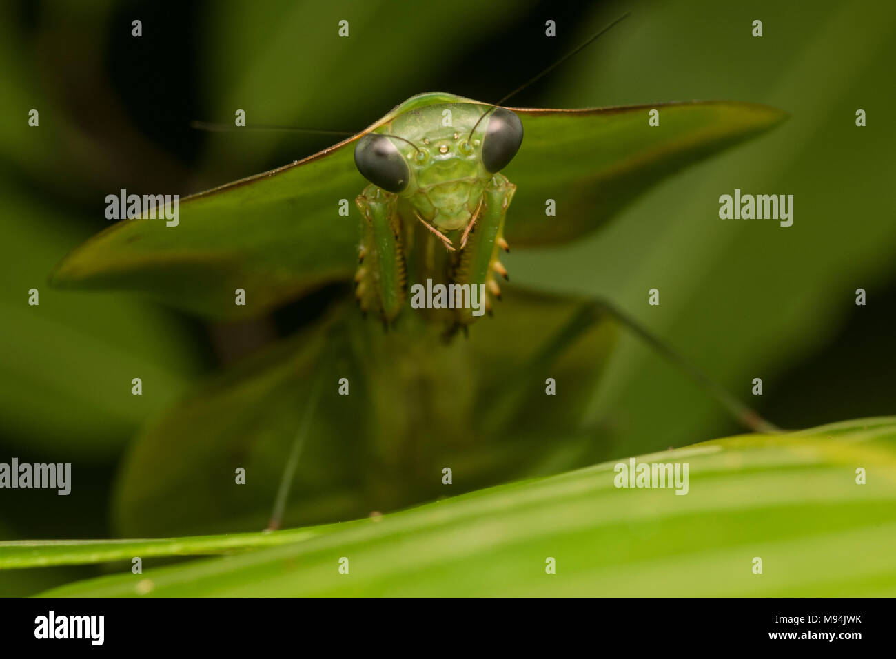 Ein Schild oder Blatt Mantis (Choeradodis Arten) setzt auf seine erstaunliche Camouflage, mit Pflanzen und verdeckt zu mischen. Stockfoto