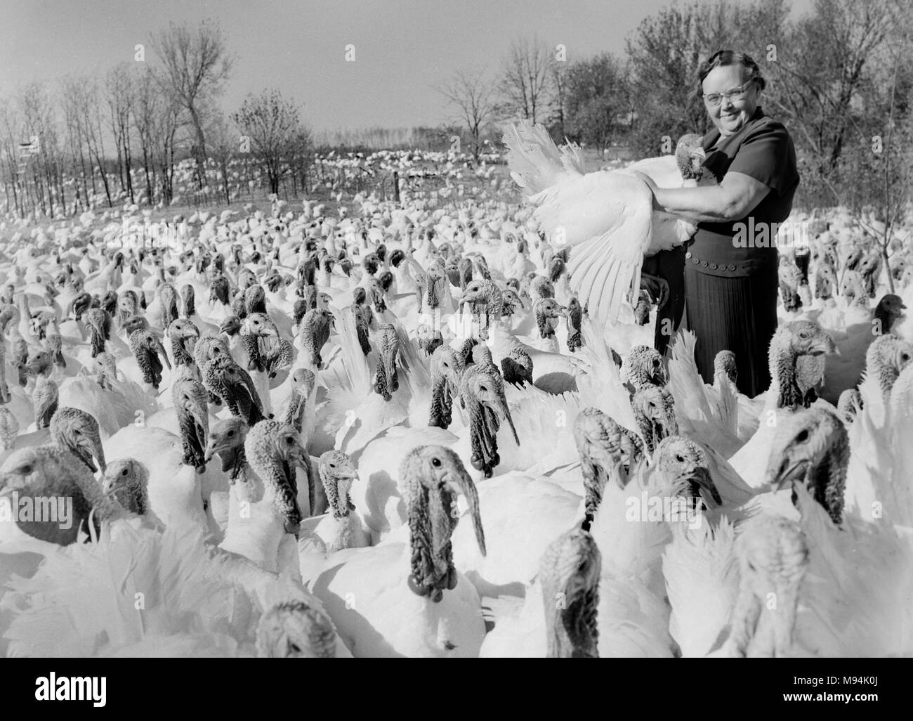 Türkei Farm in Missouri, Ca. 1945. Stockfoto