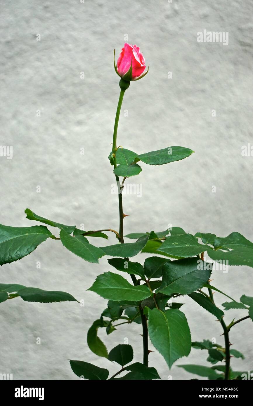 New York, NY, USA: eine einzige lange stammte Rose in einem städtischen Garten. Stockfoto