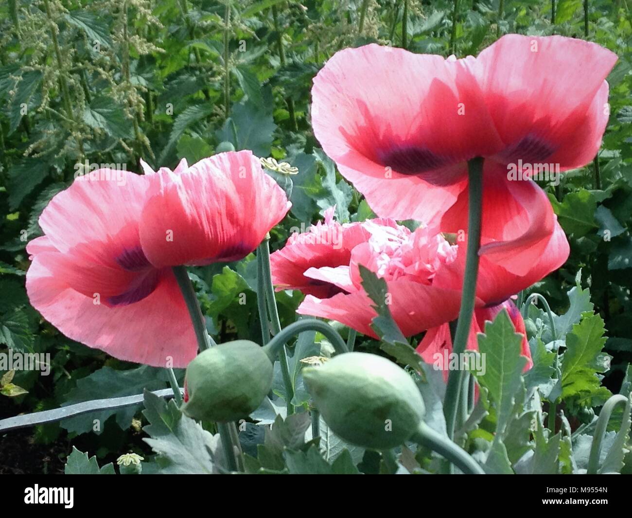 Eine blousy Rosa und Rot opium Poopy zeigt es Farben und samenköpfe vor dem Hintergrund von Brennnesseln. Stockfoto