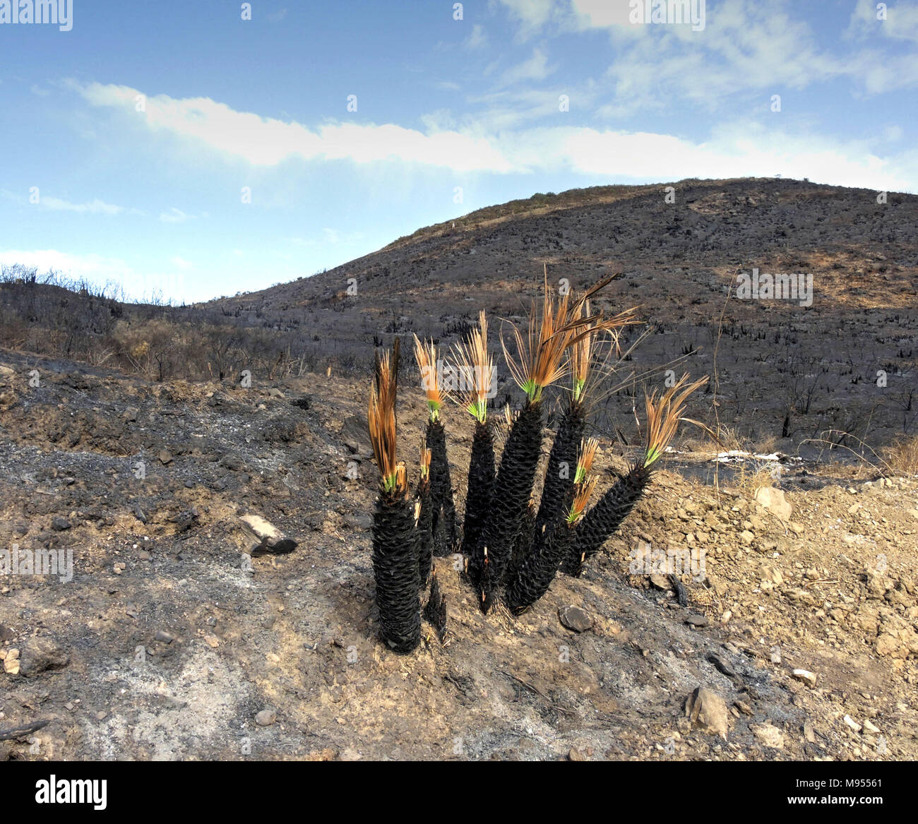 Verbrannte Landschaft in Spanien. Stockfoto