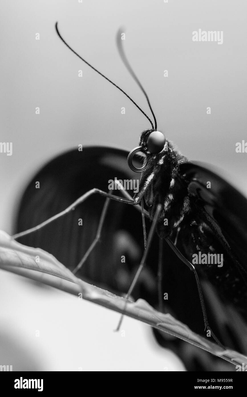 Blumen, das Fliegen Stockfoto