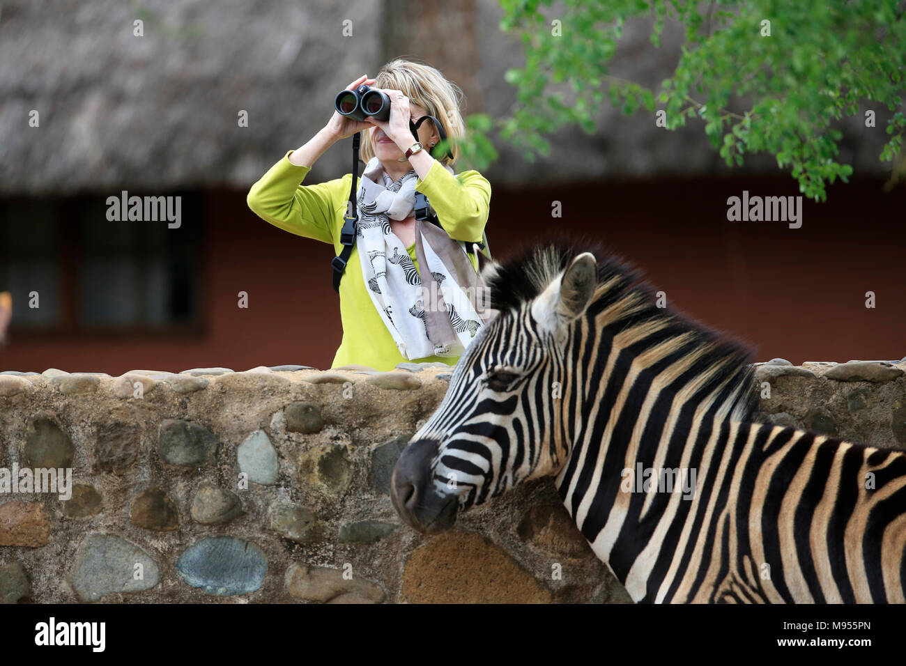 Frau mit Fernglas und trägt einen Schal dekoriert mit Zebras vor einem Zebra Stockfoto