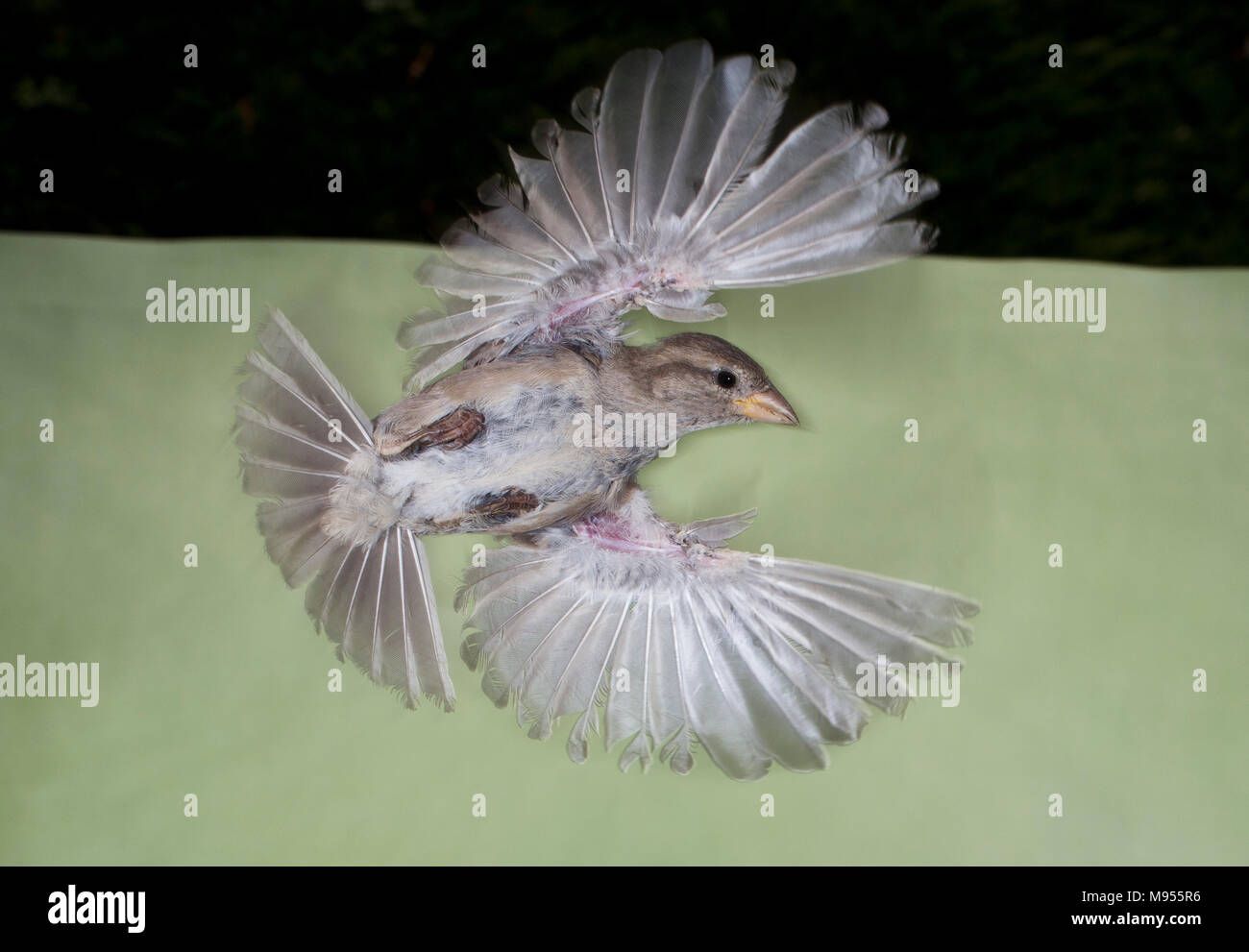Unterseite House sparrow, Passer domesticus, im Flug mit Entlüftung Stockfoto