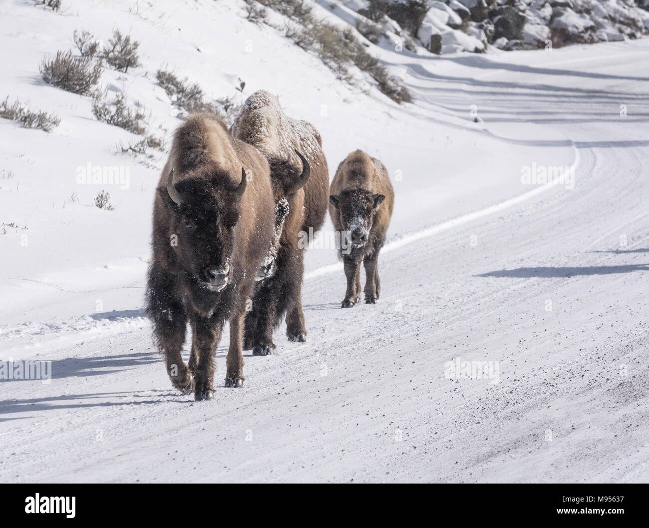 Zwei bison Kühe escort ihr Kalb entlang einer Schnee für unterwegs mit Schnee, klebrig zu ihren Rüssel aus auf der Suche nach Nahrung. Stockfoto