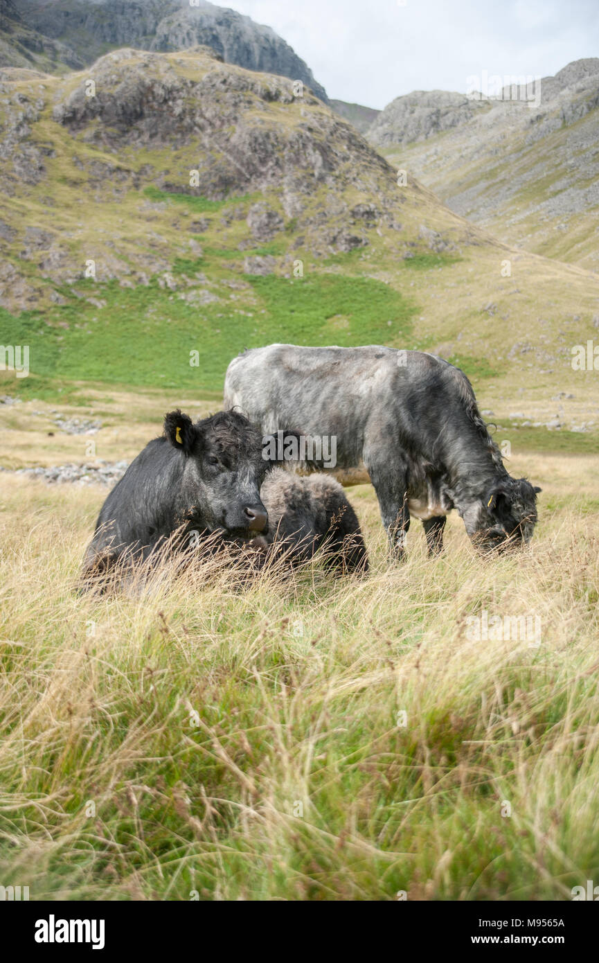 Blau Grau Farren Beweidung auf den Ausläufern des Scafell Pike, den Lake District, England's höchster Berg durch das nationale Vertrauen besessen. Stockfoto