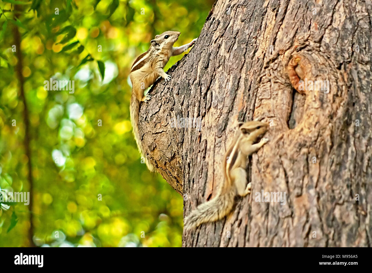 Indische Palm Eichhörnchen (Funambulus palmarum) auf dem Baum, Delhi, Indien Stockfoto