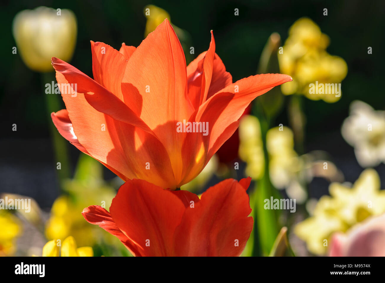 Orange Lilie-blühenden Tulipa in bunte Tulpen Grenze von Sun mit Hintergrundbeleuchtung Stockfoto