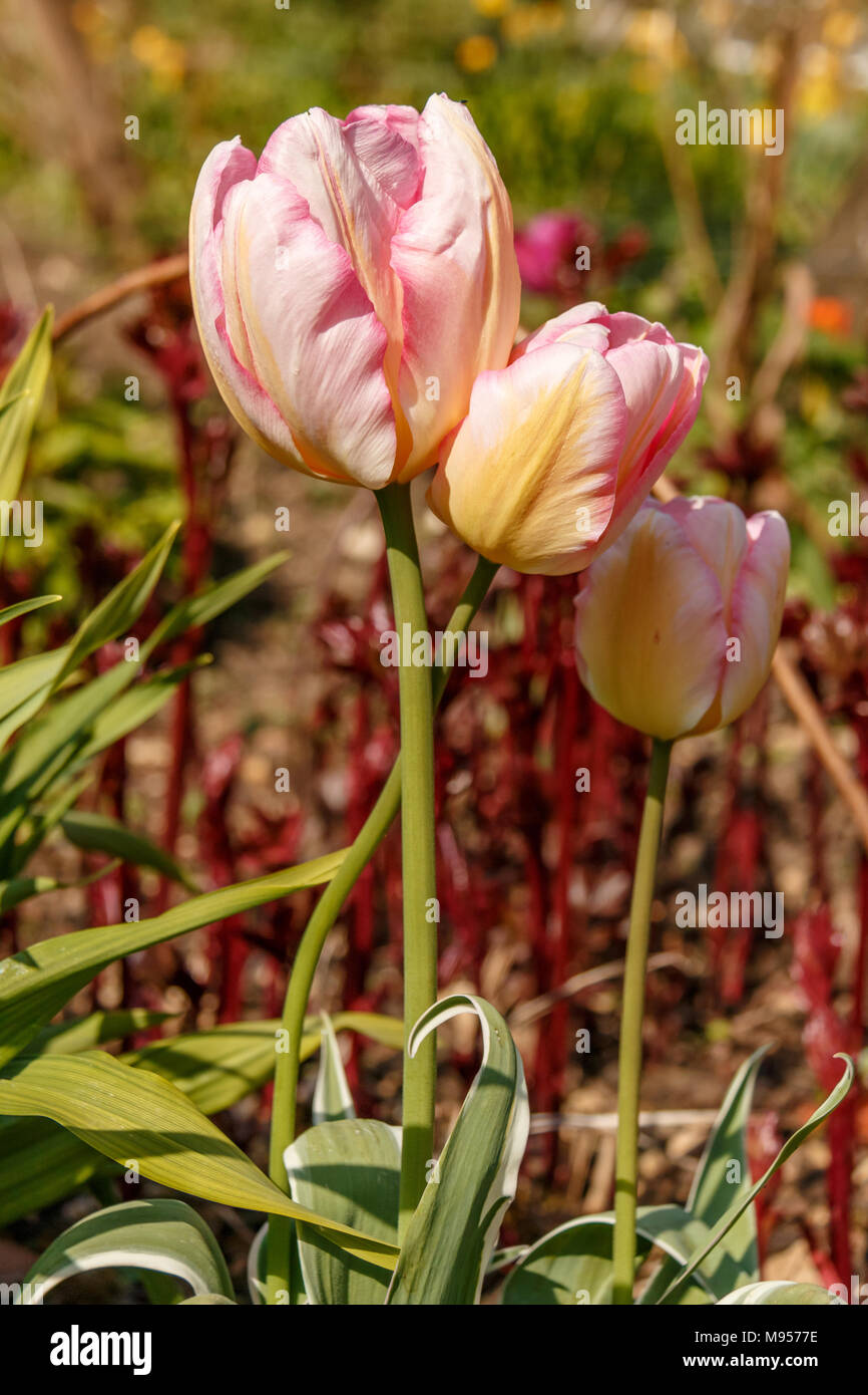 Tulipa 'Neues Design' eine blass rosa Tulpe mit dunkler rosa Rändern und Aprikose Tönungen Stockfoto