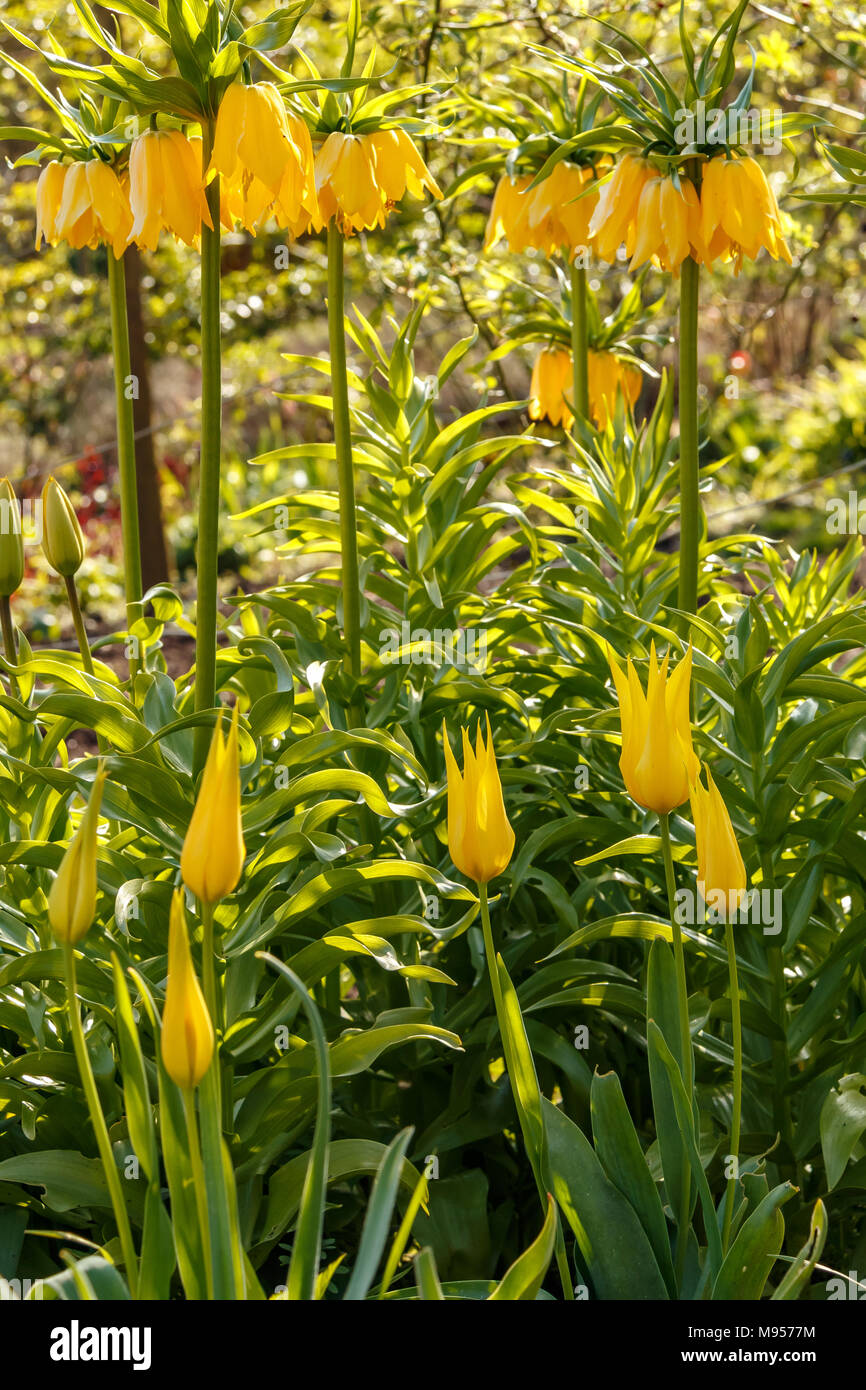 Gelbe Krone Imperiale, Fritillaria imperialis Lutea 'Maxima' underplanted mit gelbe Lilie- gruppe Tulip in Garten Grenze Stockfoto