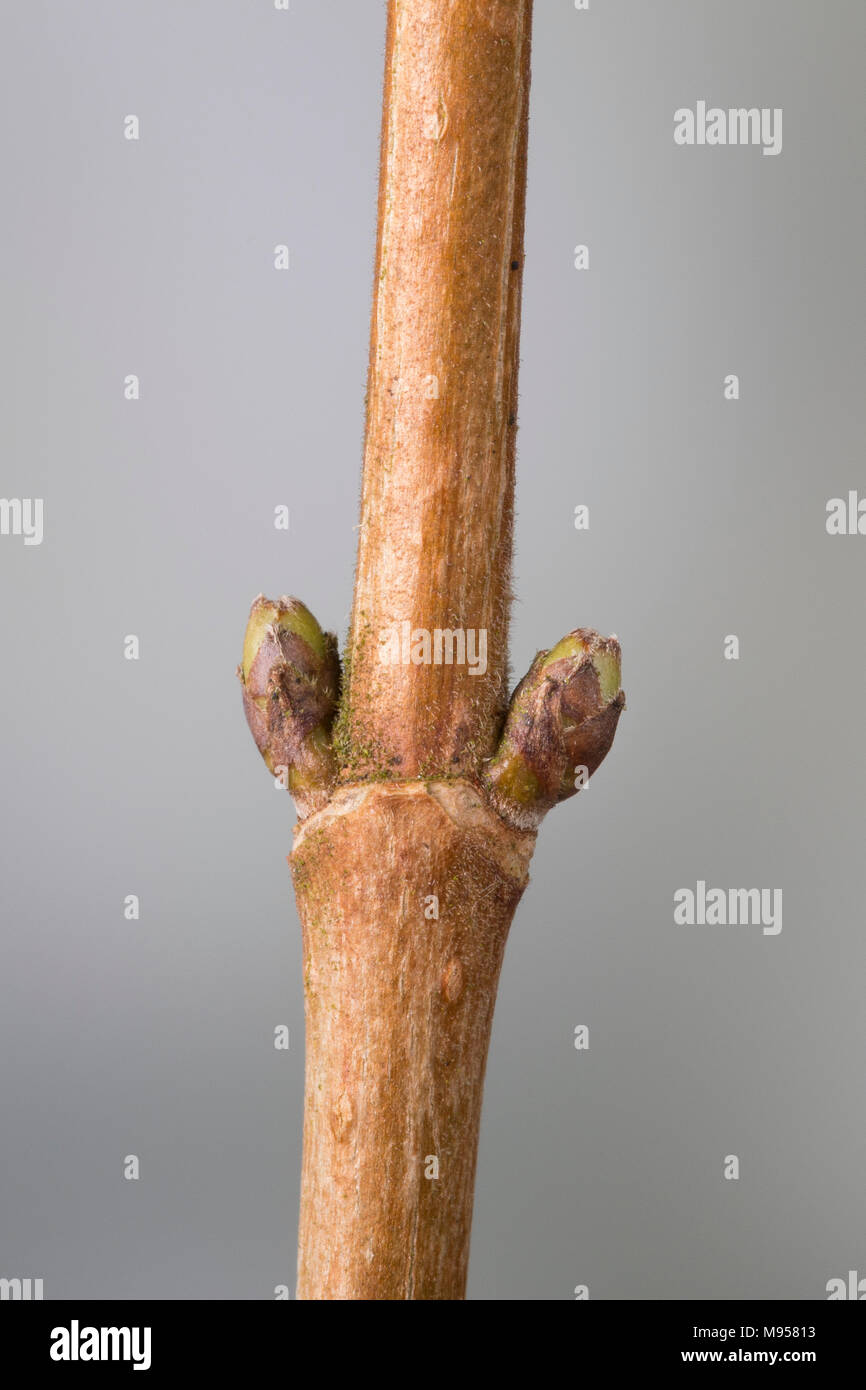 Feld-Ahorn, Feldahorn, Knospe, Knospen, Ahorn, Acer campestre, Feld Ahorn, Hedge Ahorn, Fehler, Bugs, Erable champêtre Stockfoto