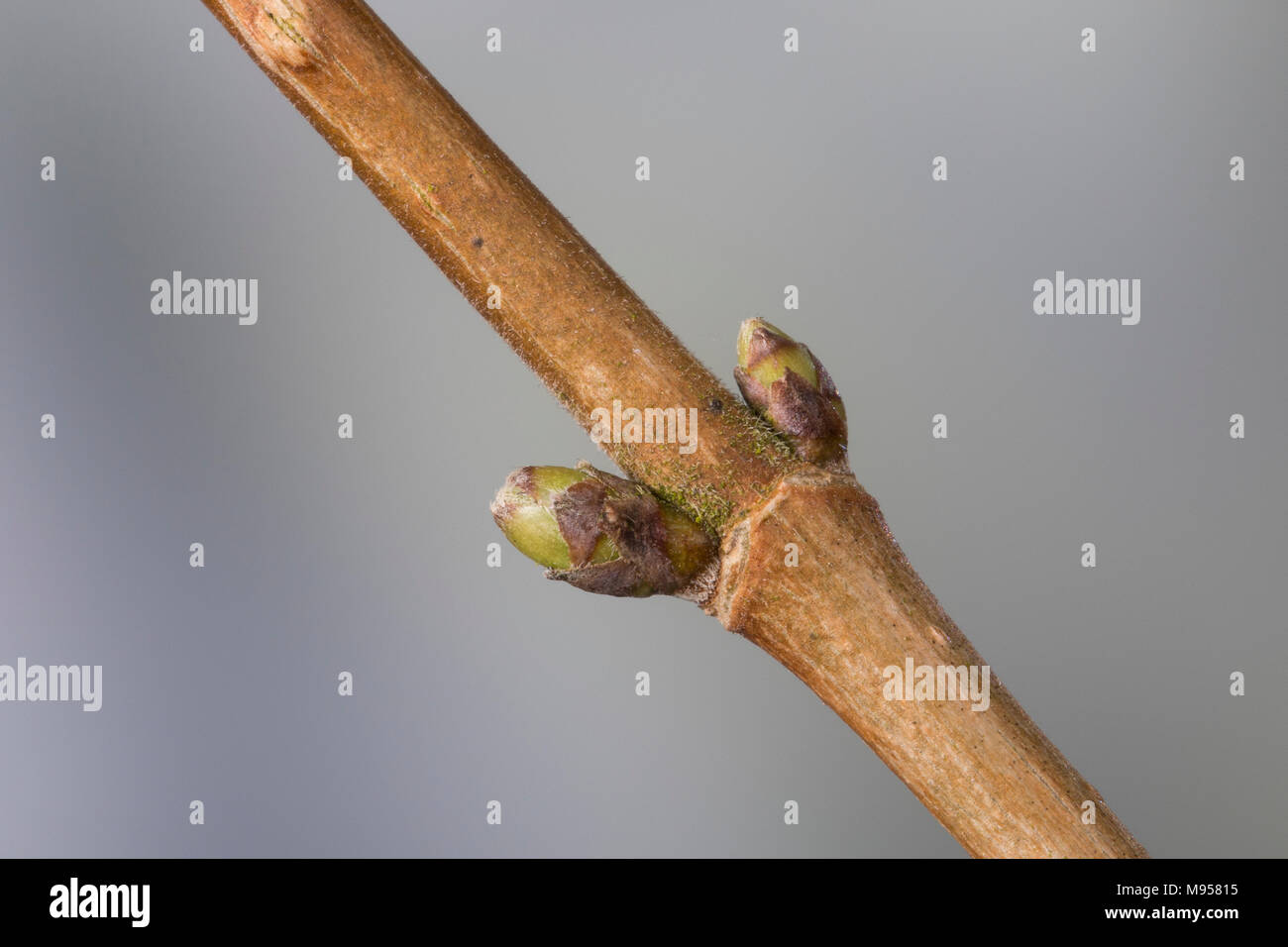 Feld-Ahorn, Feldahorn, Knospe, Knospen, Ahorn, Acer campestre, Feld Ahorn, Hedge Ahorn, Fehler, Bugs, Erable champêtre Stockfoto