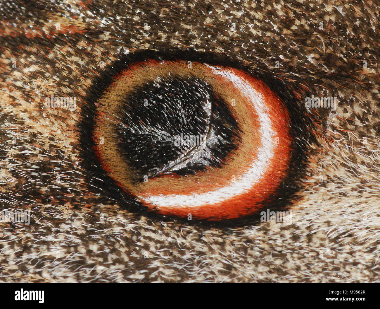 Ocellus Detail im Flügel der größte Schmetterling Europas, 16 cm Flügelspannweite, Saturnia pyri, Bild in Spanien geführt. Stockfoto