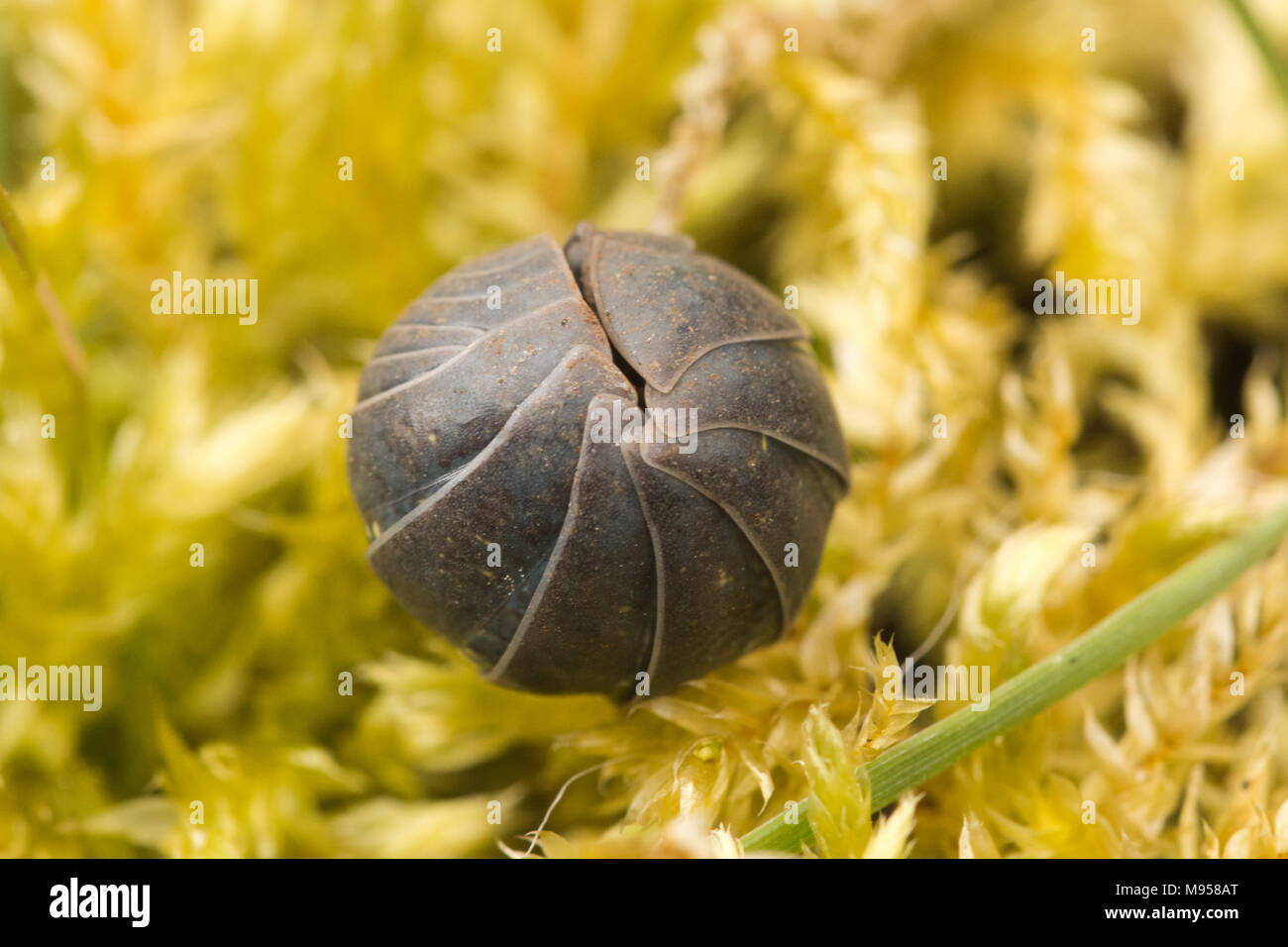 Pille Tausendfüßler (Glomeris marginata) Stockfoto