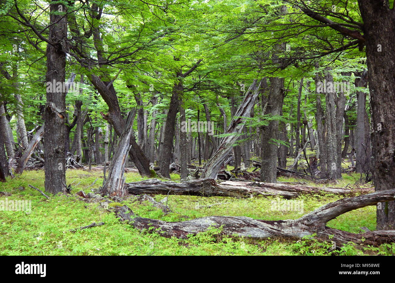 Eine alte unberührten und gelassen stille Wald in der Nähe von El Chalten, in Patagonien Argentinien Stockfoto