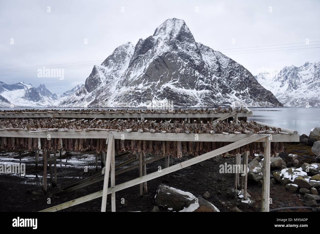 Cod/Skrei hängend trocknen Racks auf den Lofoten, Norwegen Stockfoto