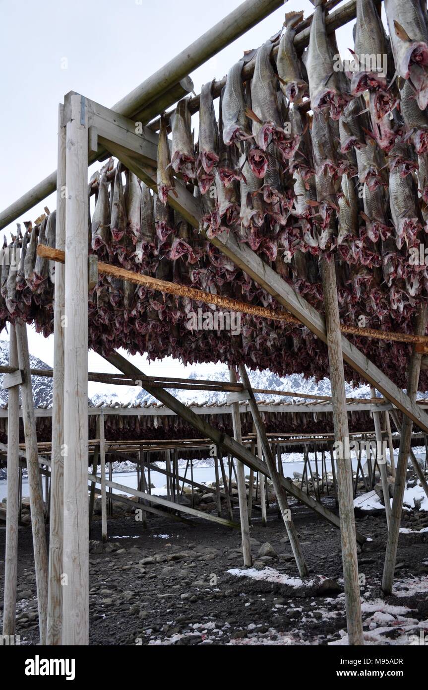 Cod/Skrei hängend trocknen Racks auf den Lofoten, Norwegen Stockfoto