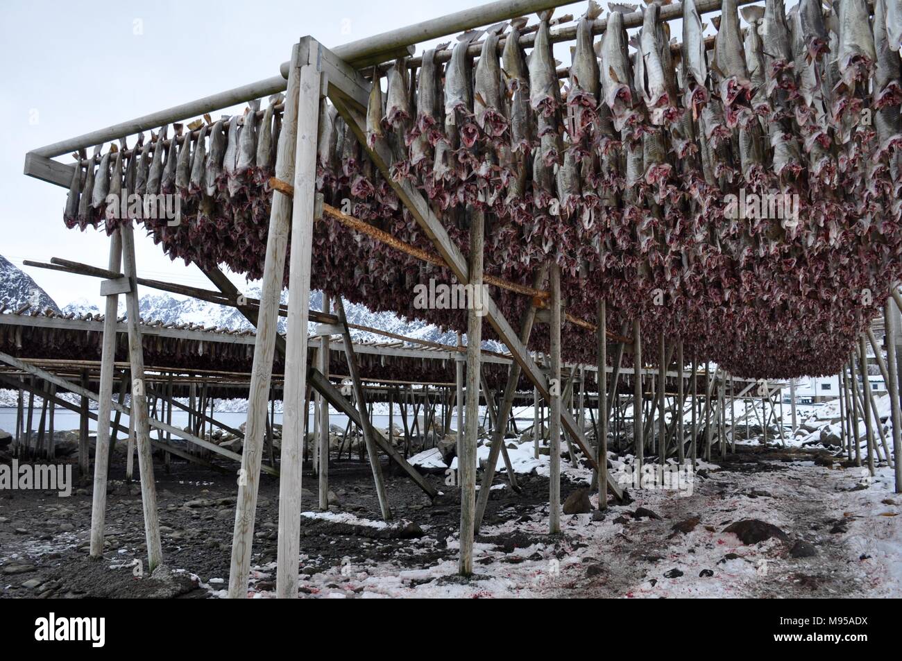 Cod/Skrei hängend trocknen Racks auf den Lofoten, Norwegen Stockfoto