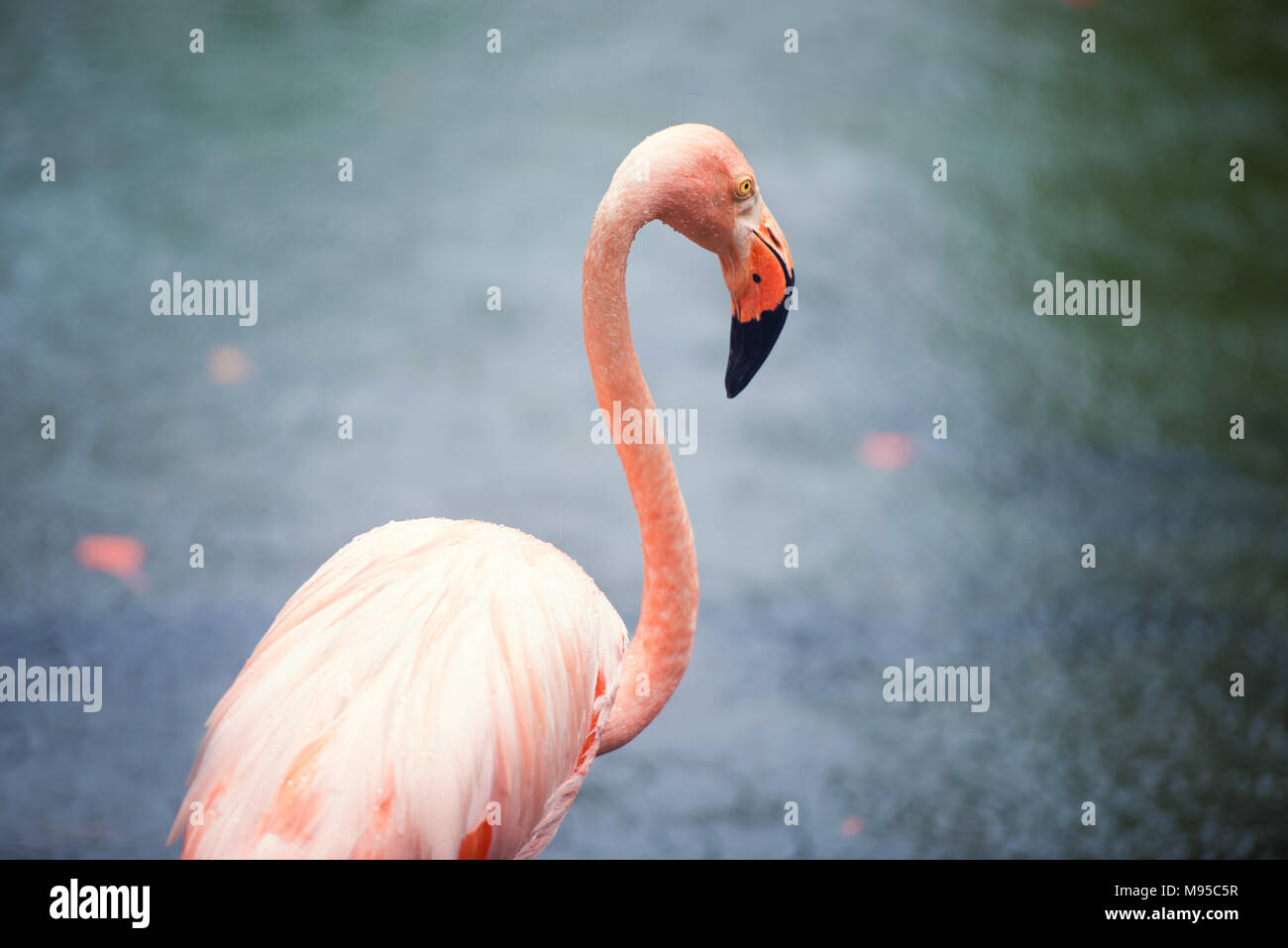Die rosa Karibik flamingo geht auf dem Wasser. Rosa flamingo geht auf einen Sumpf. Stockfoto