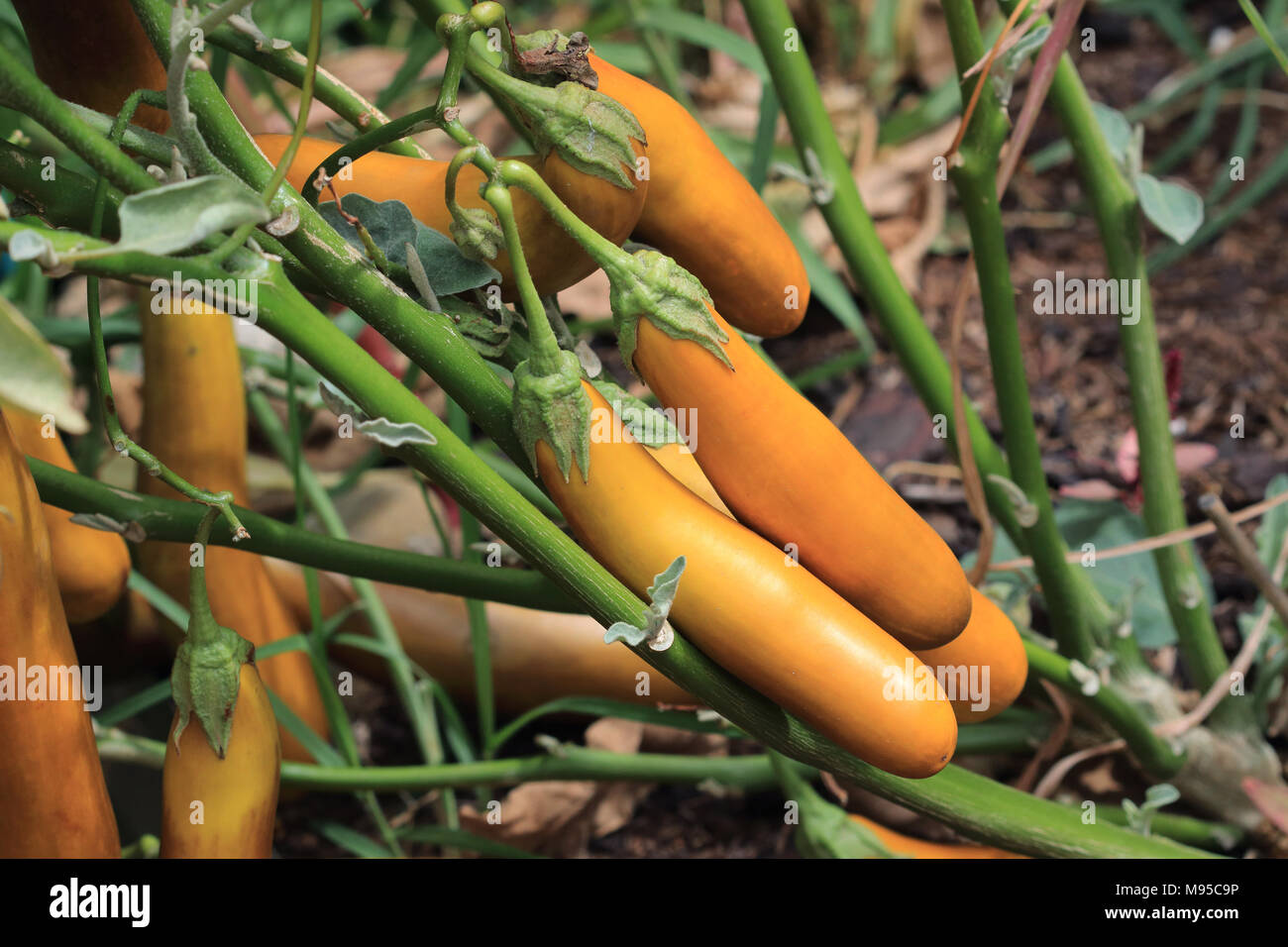 Überreife Auberginen wurden auf einem Busch links Stockfoto