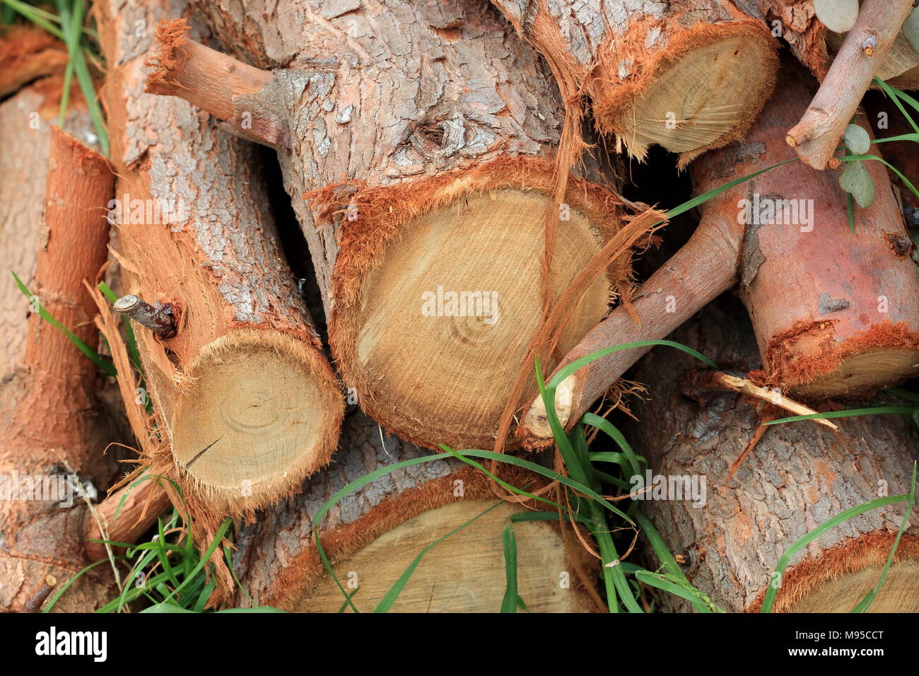 Frisch geschnittene Jungen Eukalyptus Eukalyptus Gunnii oder als Apfelwein Gum Eucalyptus tree Protokolle bekannt Stockfoto