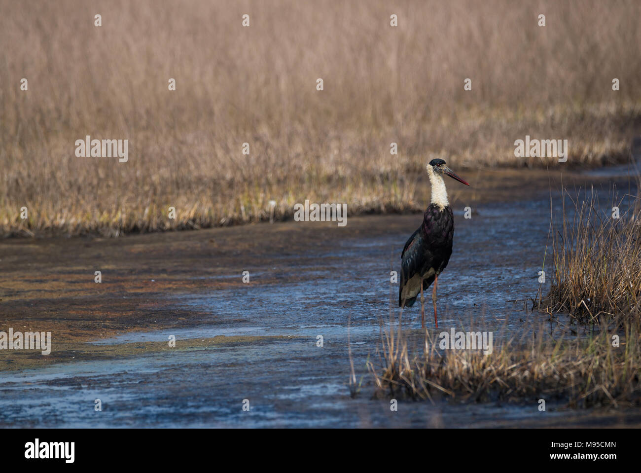 Ein wolly necked Stork Vogel, die von einem grauen Sumpfgebietlebensraum Stockfoto