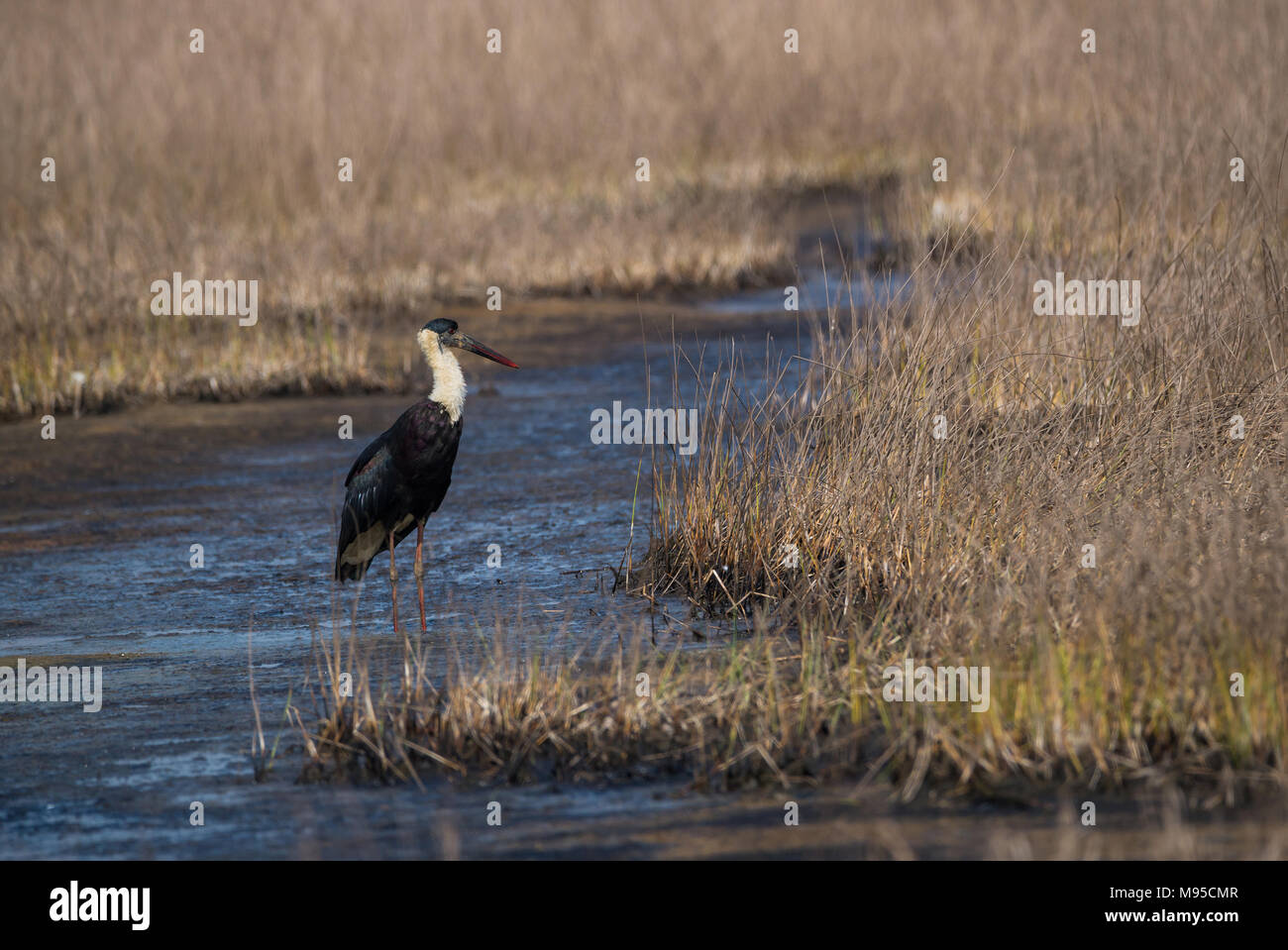 Ein wolly necked Stork Vogel, die von einem grauen Sumpfgebietlebensraum Stockfoto