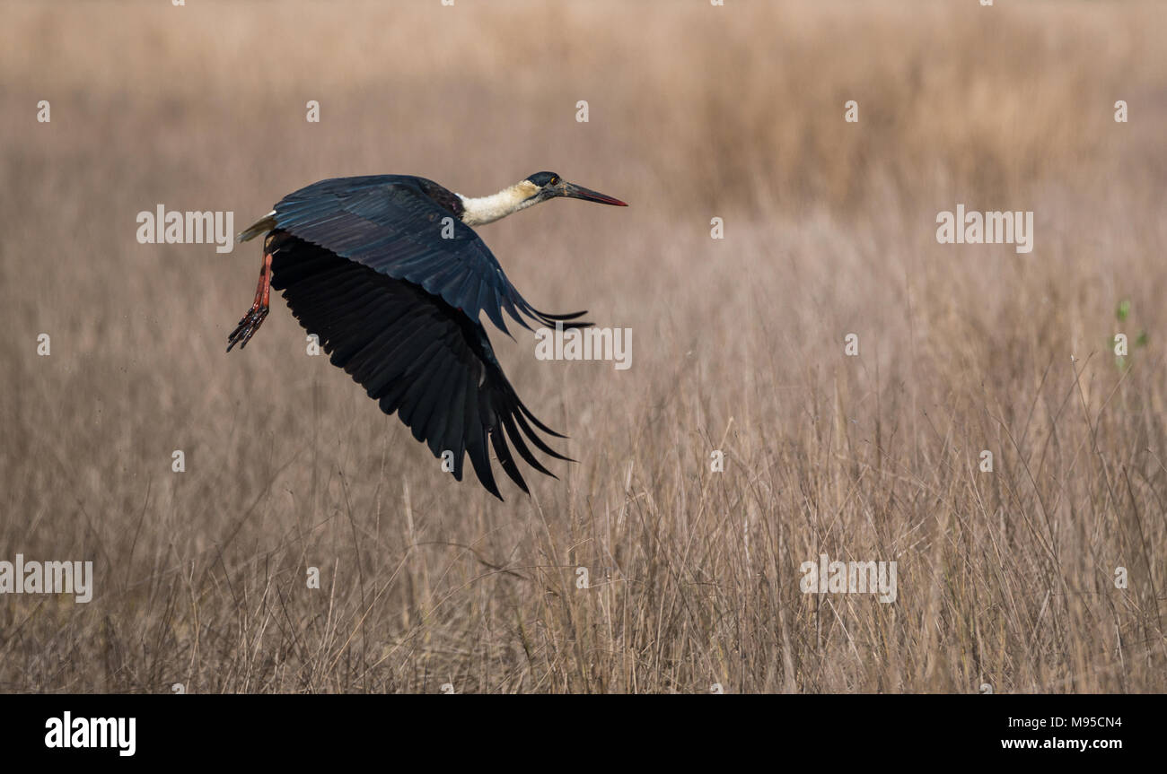 Ein wolly necked Stork Vogel, die von einem grauen Sumpfgebietlebensraum Stockfoto