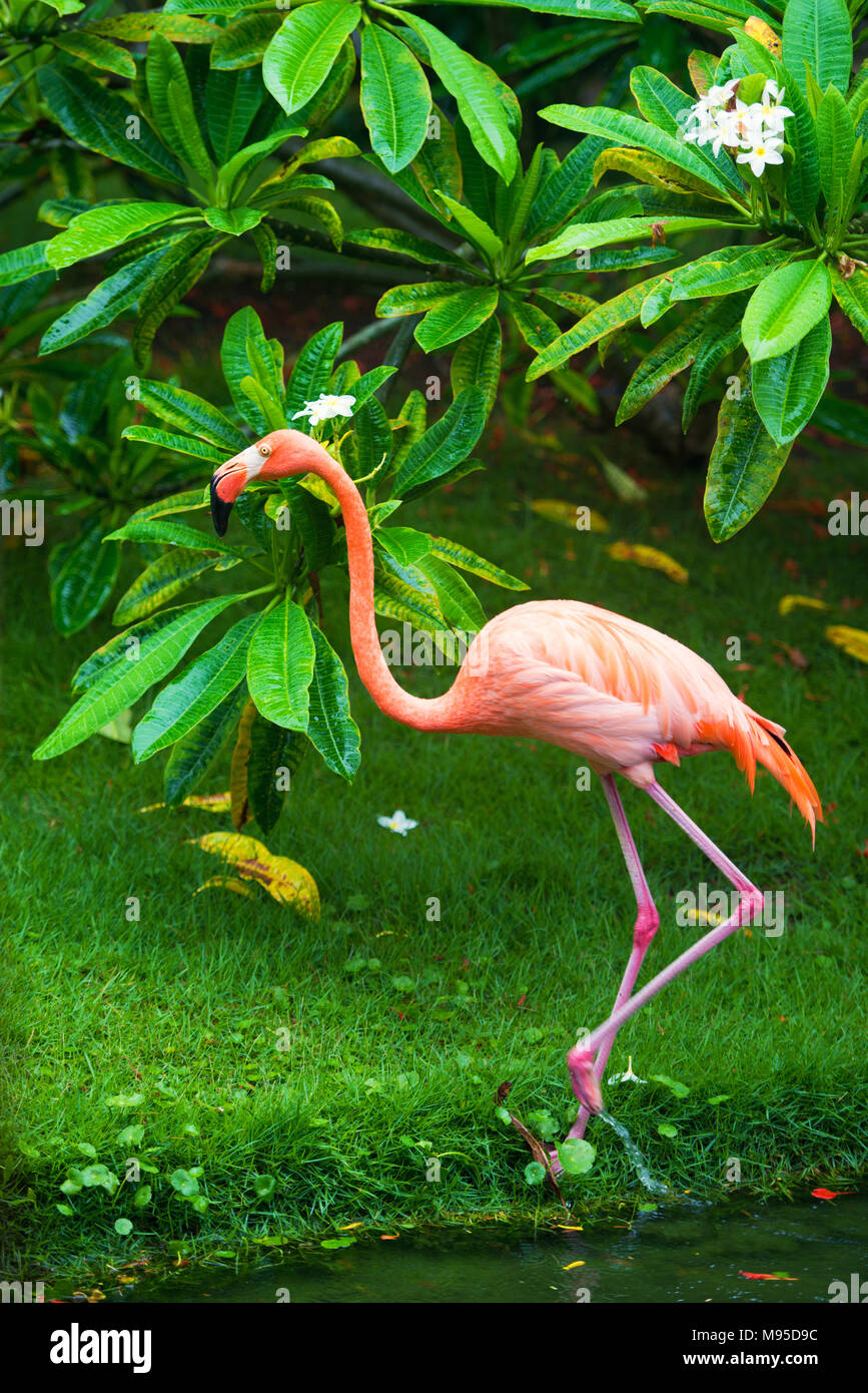 Die rosa Karibik flamingo geht auf dem Wasser. Rosa flamingo geht auf einen Sumpf. Stockfoto