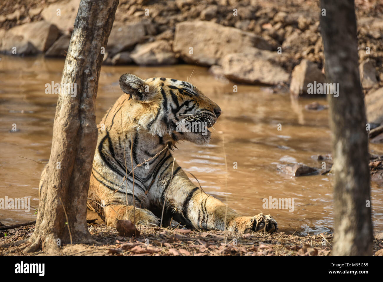 Royal Bengal tiger Stockfoto