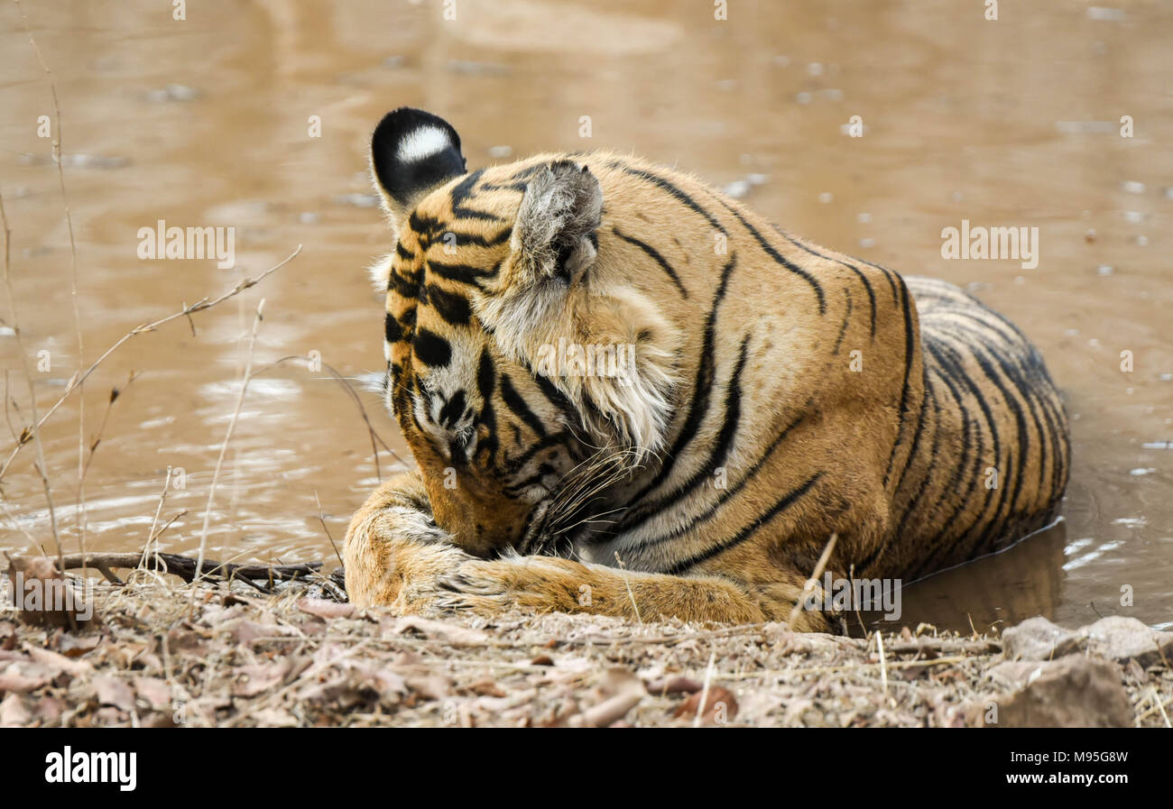 Royal Bengal tiger Stockfoto