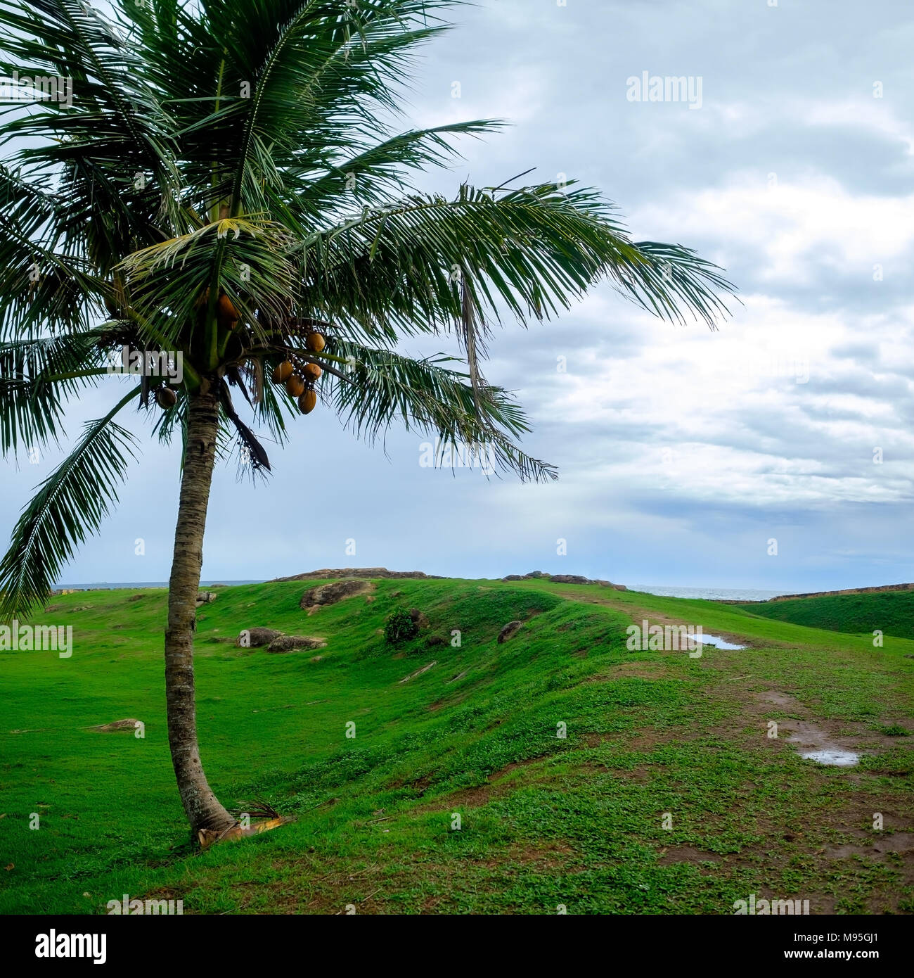 Kokospalme allein auf grünem Gras und bewölkter Himmel Stockfoto