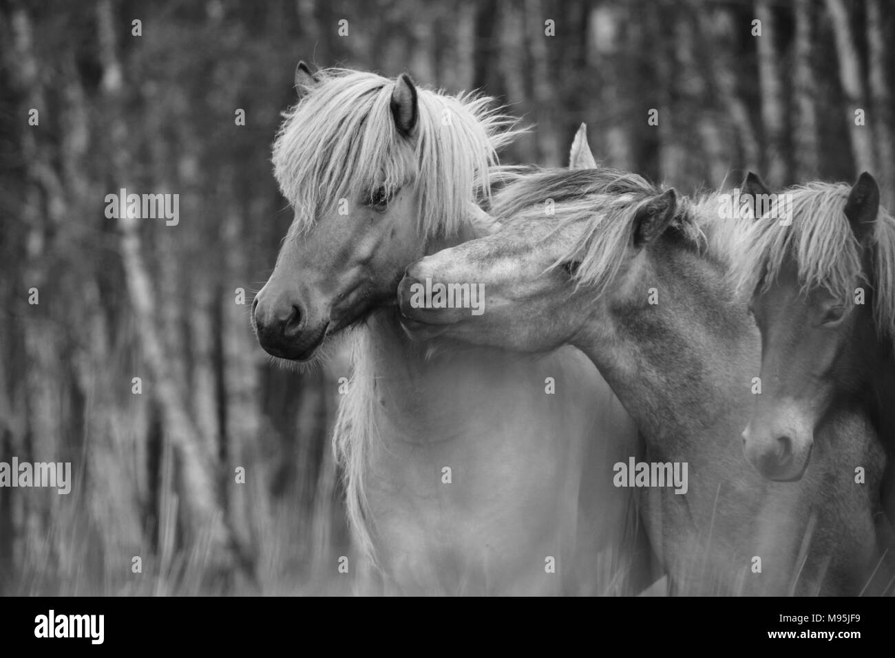 Islandpferde Stockfoto