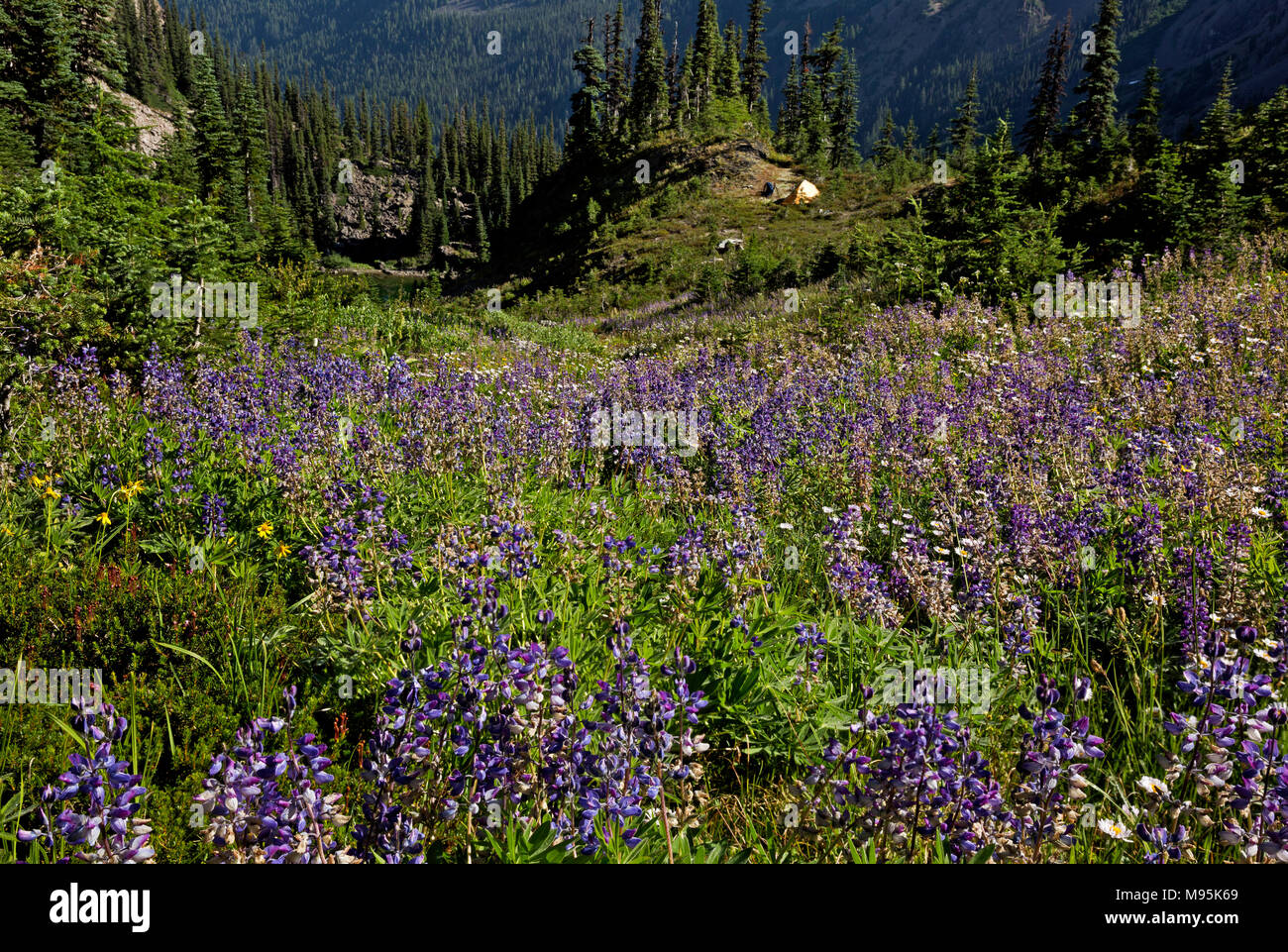 WA 13914-00 ... Washington - Bereich der Lupine in der Nähe von Campingplatz oben Home Lake entlang dem Bodensee Pass Trail im Olympic National Park entfernt. Stockfoto