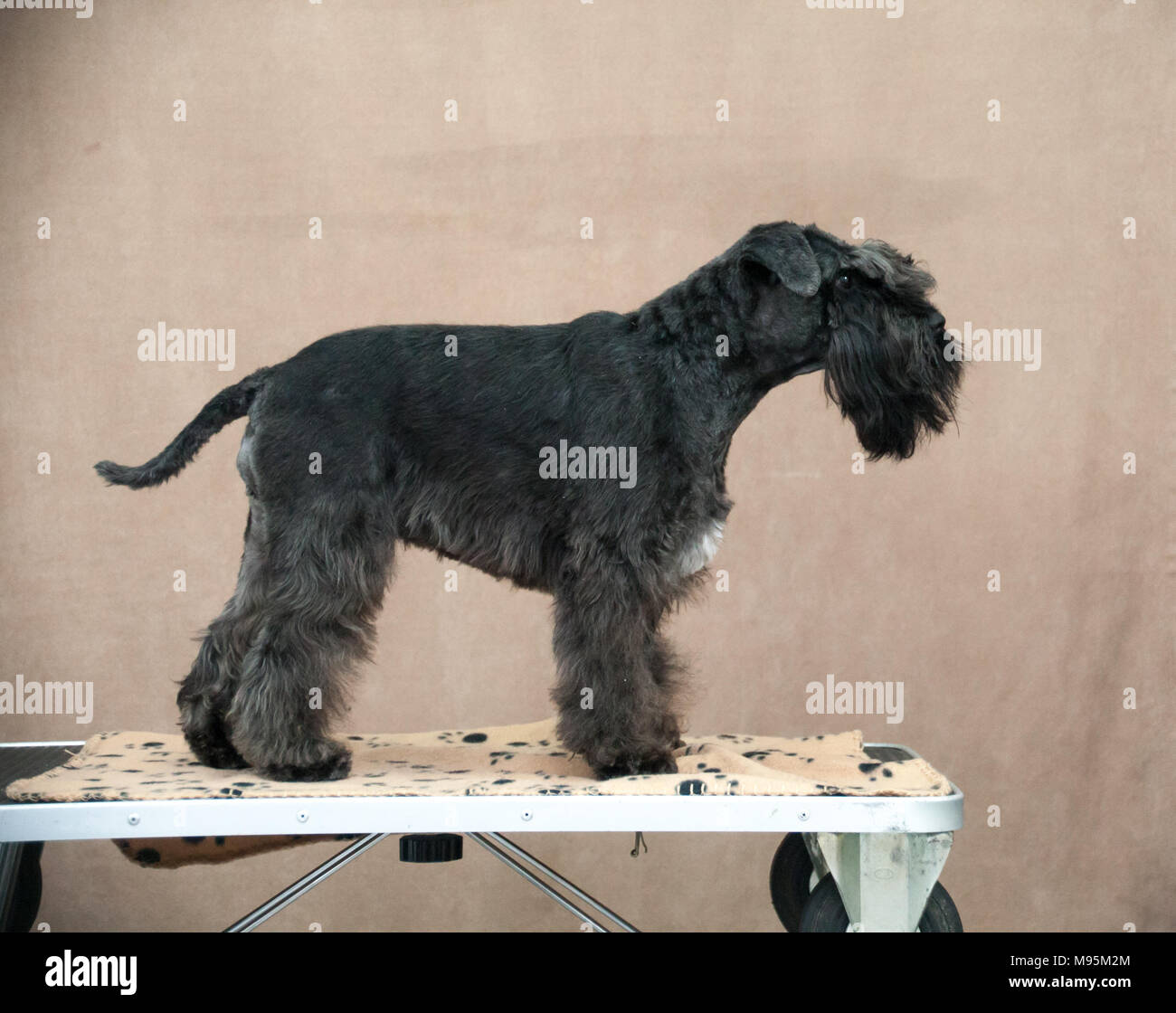 Schnauzer Hund portrait Stockfoto