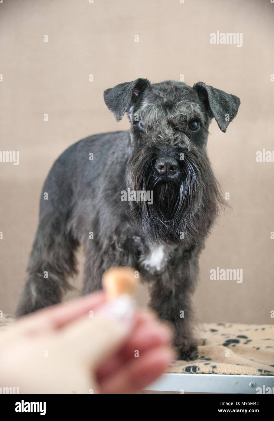 Schnauzer Hund portrait Stockfoto