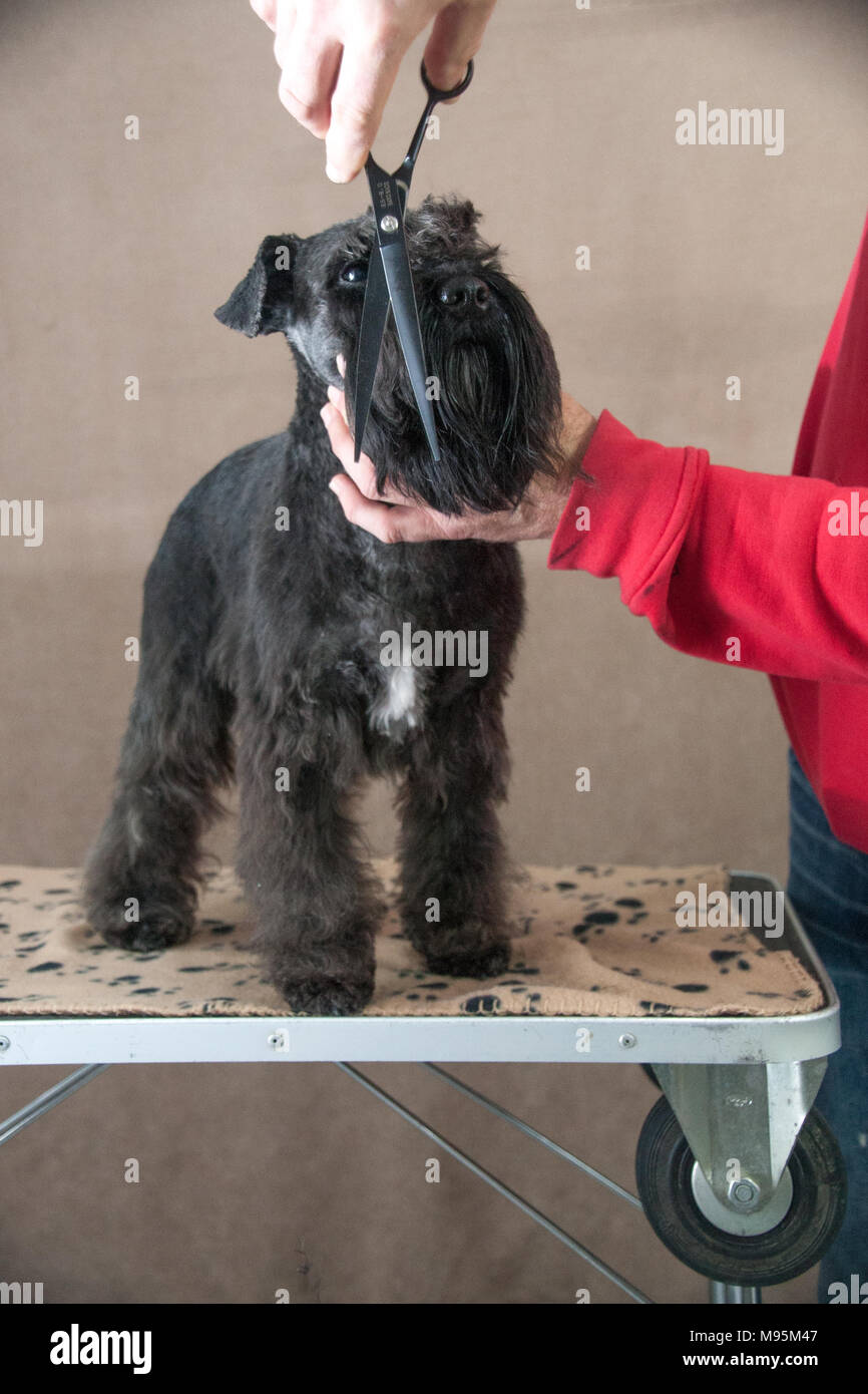 Schnauzer Hund portrait Stockfoto
