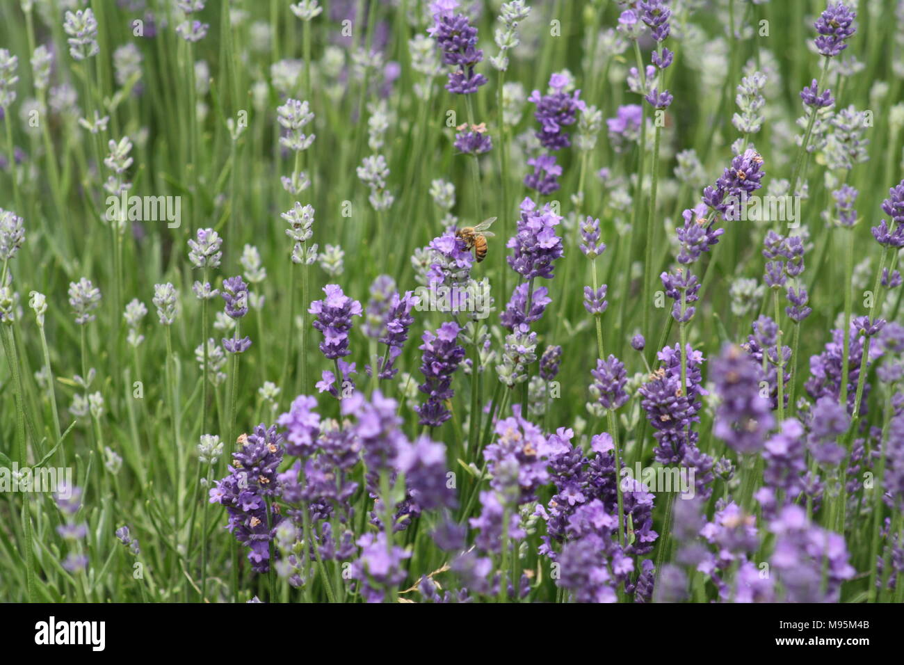 Lavendelfeld in Quebec Stockfoto
