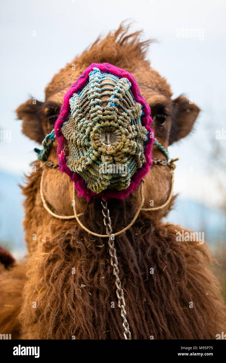 Ein Kamel Vorbereitung in der Türkei zu wringen. Stockfoto